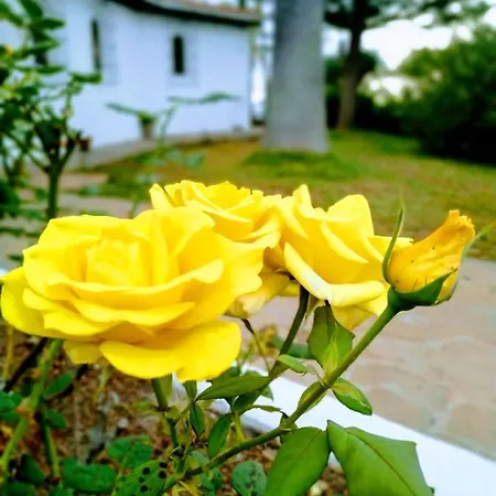 Holiday home House With 4 Bedrooms In La Matanza De Acentejo, With Wonderful Mountain View, Private Pool, Enclosed Garden - 500 M From The Beach *